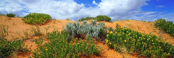Stany Zjednoczone, Park stanowy Coral Pink Sand Dunes, Stan Utah, Rośliny Ericameria Linearifoli, Wydmy