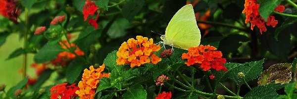 Motyl, Liście, Kwiaty, Żółty