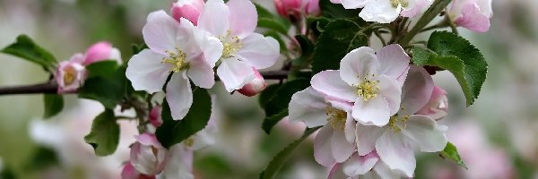 Jabłoń, Gałązka, Drzewo owocowe, Kwiaty