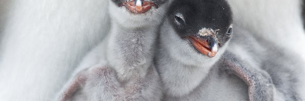 Pingwiny, Małe