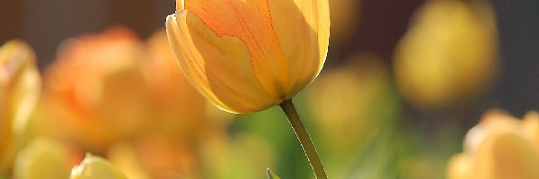 Kwiaty, Tulipany, Żółte