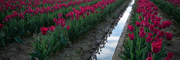 Tulipany, Uprawa, Pole, Czerwone