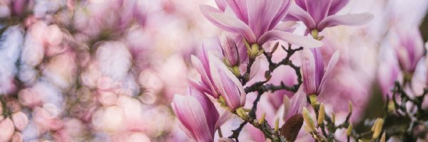 Bokeh, Magnolia, Kwiaty