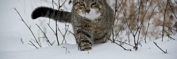 Trawy, Śnieg, Kot