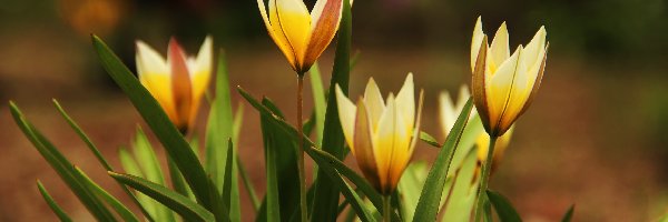 Kwiaty, Tulipany, Żółte