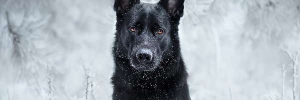 Owczarek niemiecki, Śnieg, Zima, Pies