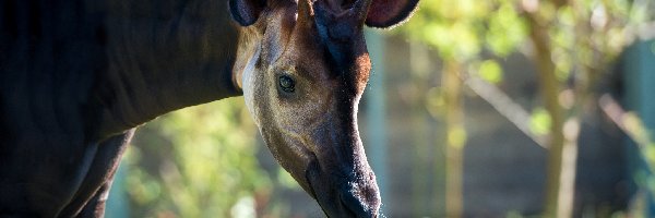 Głowa, Okapi