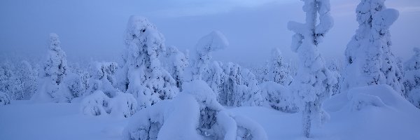 Zima, Drzewa, Mgła, Finlandia, Laponia