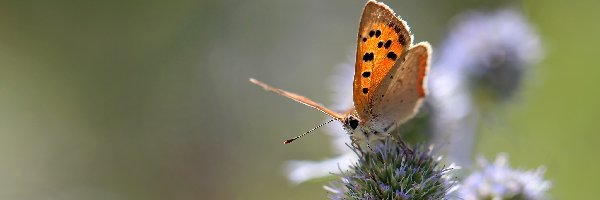 Mikołajek Nadmorski, Roślina, Motyl