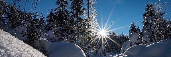 Drzewa, Promienie słońca, Śnieg, Zima