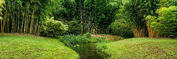 Rzeczka, Las, Bambusowy