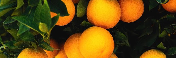 Listki, Pomarańcze