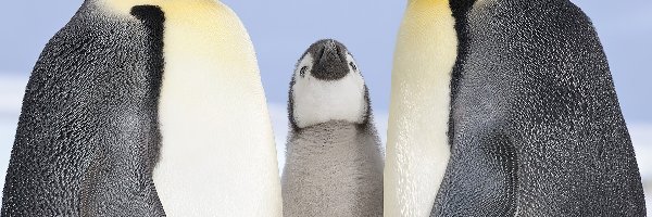 Pingwiny, Trzy