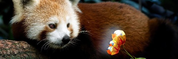 Panda, Pandka ruda, Kwiatek, Mała