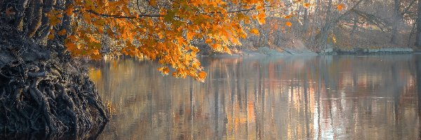 Rzeka, Korzenie, Drzewa, Jesień