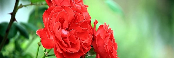 Róża Czerwona, Kaiaty