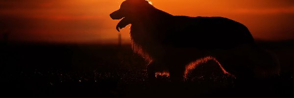 Zachód słońca, Pies