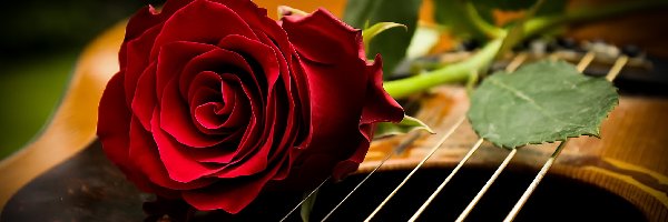 Gitara, Róża, Czerwona