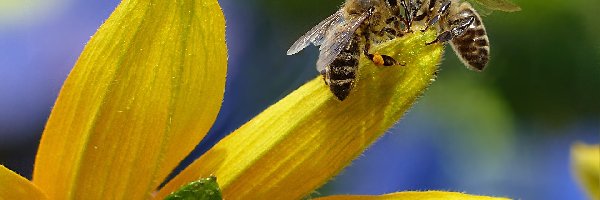 Pszczoły, Płatki, Żółte, Makro, Kwiatu