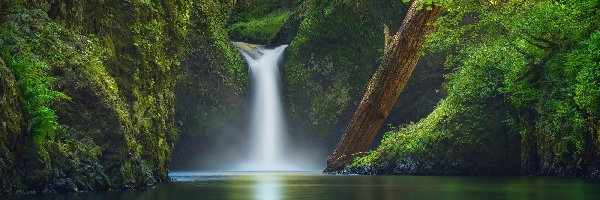 Rzeka, Rezerwat przyrody Columbia River Gorge, Wodospad Punch Bowl Falls, Stan Oregon, Stany Zjednoczone, Potok Eagle Creek, Las