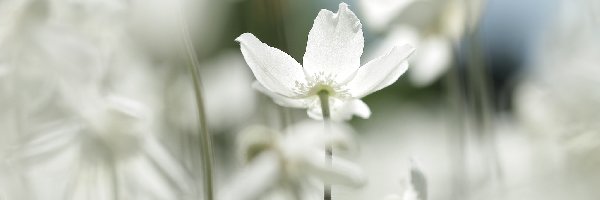 Kwiat, Biały, Zawilec wielkokwiatowy