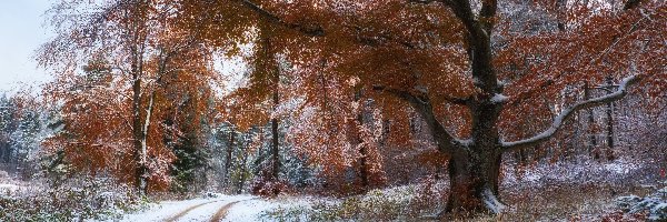 Jesień, Las, Śnieg, Droga, Drzewa