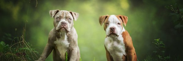 American Pit Bull Terrier, Szczeniaki, Dwa, Amerykański pitbullterier