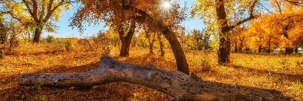 Jesień, Powalony, Drzewa, Promienie słońca, Pień