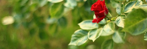 Kwiat, Róża, Czerwona
