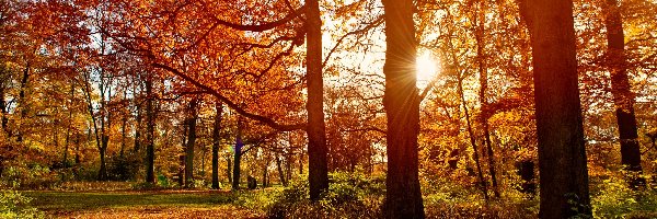 Promienie Słońca, Jesień, Park