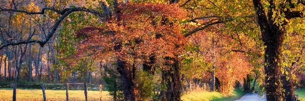 Droga, Ogrodzenie, Drzewa, Jesień