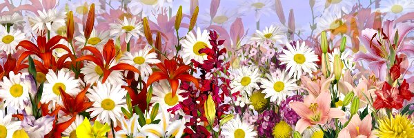 Kwiaty, Lilie, Kolorowe, Grafika, Margerytki