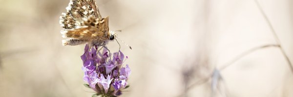 Motyl, Skrzydełko, Postrzępione, Makro, Kwiat