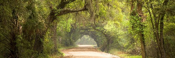 Droga, Las, Hrabstwo Charleston, Karolina Południowa, Stany Zjednoczone, Przebijające światło, Konary, Rezerwat przyrody Botany Bay Plantation Wildlife Management Area, Drzewa