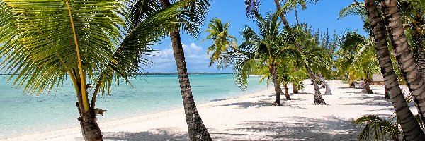 Bahamy, Palmy, Wybrzeże, Morze, Plaża
