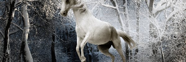 Koń, Las, Zima, Biały