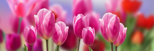 Biało-różowe, Rozmycie, Tulipany, Kwiaty