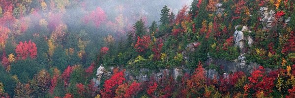 Wszystkie, Jesieni, Kolory, Góry, Drzewa