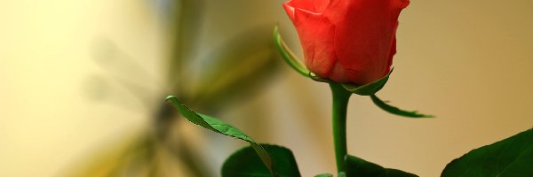 Kwiat, Herbaciana, Róża