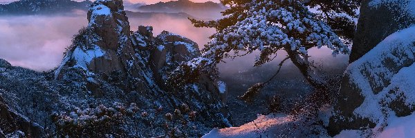Skały, Prowincja Gyeonggi-do, Sosna, Mgła, Góra Dobongsan, Zima, Wschód słońca, Korea Południowa, Park Narodowy Bukhansan, Drzewa