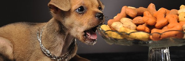 Jedzenie, Chihuahua, Pies