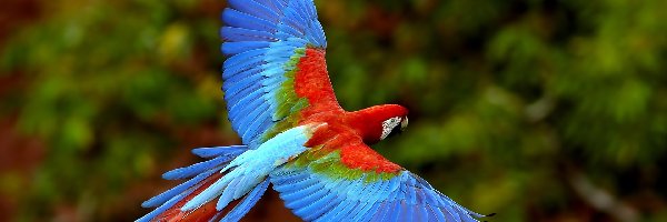 ara, skrzydła, niebieska, Papuga