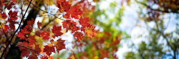 Jesień, Klon, Drzewa, Liście, Kolorowe