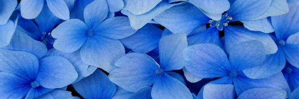 Kwiatki, Niebieskie