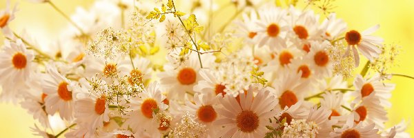 Bukiet, Białych, Kwiatów, Margerytki