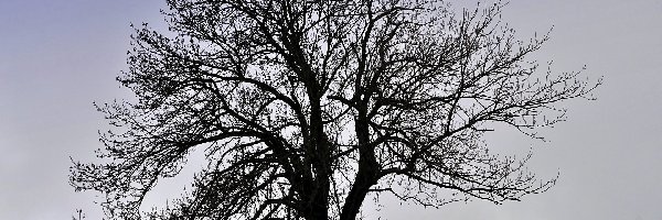 Drzewo, Samotne, Zima