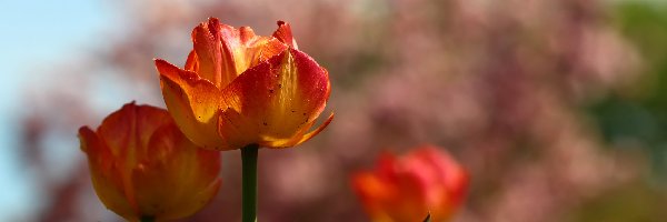 Tulipany, Czerwone, Żółto