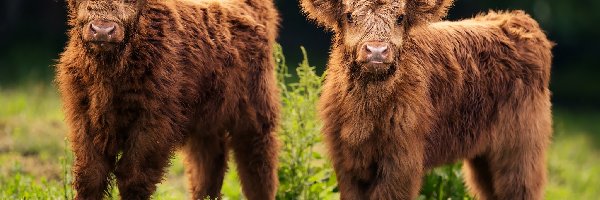 Dwie, Krówki, Młode, Highland cattle, Szkocka rasa wyżynna