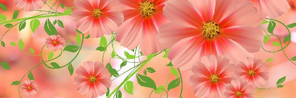 Grafika 2D, Kosmea, Kwiaty