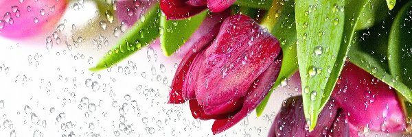 Deszczu, Krople, Tulipany